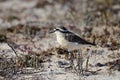 Closeup shot of Charadrius pecuarius bird Royalty Free Stock Photo