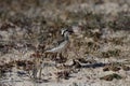 Closeup shot of Charadrius pecuarius bird Royalty Free Stock Photo