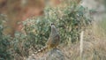 Closeup shot of cheer pheasant or Catreus wallichii or Wallich`s pheasant on big rock with wingspan calling flapping wings in