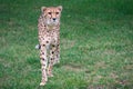 Closeup shot of cheetah standing on a green grass Royalty Free Stock Photo