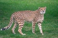 Closeup shot of cheetah standing on a green grass Royalty Free Stock Photo