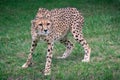 Closeup shot of cheetah standing on a green grass Royalty Free Stock Photo