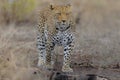 Closeup shot of a cheetah walking while looking straight ahead Royalty Free Stock Photo