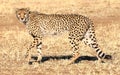 Closeup shot of a cheetah walking on the savanna plane of Nambia