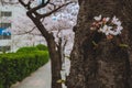 Closeup shot of cherry blossom flowers on a tree trunk Royalty Free Stock Photo