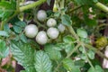 A closeup shot of cherry tomatoes. Cherry tomato is a type of small round tomato believed to be an intermediate genetic admixture