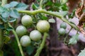 A closeup shot of cherry tomatoes. Cherry tomato is a type of small round tomato believed to be an intermediate genetic admixture