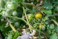 A closeup shot of cherry tomatoes. Cherry tomato is a type of small round tomato believed to be an intermediate genetic admixture