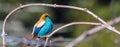 Closeup shot of a chestnut-backed tanager bird (Tangara preciosa) perched on a branch Royalty Free Stock Photo