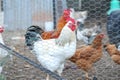 Closeup shot of chicken behind a coop fence Royalty Free Stock Photo