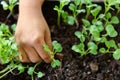 Closeup shot of a children holding a green plant in palm of her hand. Royalty Free Stock Photo