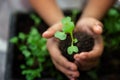 Closeup shot of a children holding a green plant in palm of her hand. Royalty Free Stock Photo