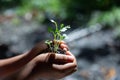 Closeup shot of a children holding a green plant in palm of her hand. Royalty Free Stock Photo