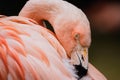 Closeup shot of a Chilean flamingo& x27;s head hanging down to its neck Royalty Free Stock Photo