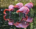 Closeup shot of Chilean flamingos near the lake