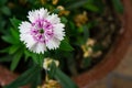 A closeup shot of china pink flower in full bloom ia flower pot in an Indian household. Dianthus chinensis commonly known as Royalty Free Stock Photo