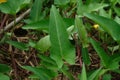 Closeup Shot of Chinese Convolvulus or Water Spinach Leaf (Ipomoea Aquatica Royalty Free Stock Photo