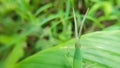 Closeup shot of a Chinese grasshopper on a green leaf