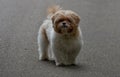 Closeup shot of a Chinese Imperial Dog walking on the concrete ground