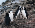 a closeup shot of Chinstrap Penguins with chicks in Antarctica.