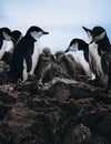 a closeup shot of Chinstrap Penguins with two young chicks in Antarctica. Royalty Free Stock Photo