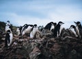 a closeup shot of Chinstrap Penguins with two young chicks in Antarctica. Royalty Free Stock Photo