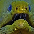 Closeup shot of a chip evra green moray in the water. Royalty Free Stock Photo