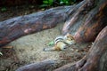 Closeup shot of chipmunk snacking