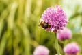 Closeup shot of a chives flower with honey bee on top in the garden Royalty Free Stock Photo