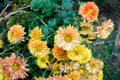 A closeup shot of Chrysanthemums flowers and leaves. Sometimes called mums or chrysanths, are flowering plants of the genus Royalty Free Stock Photo