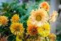 A closeup shot of Chrysanthemums flowers and leaves. Sometimes called mums or chrysanths, are flowering plants of the genus Royalty Free Stock Photo