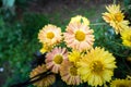 A closeup shot of Chrysanthemums flowers and leaves. Sometimes called mums or chrysanths, are flowering plants of the genus Royalty Free Stock Photo