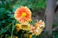 A closeup shot of Chrysanthemums flowers and leaves. Sometimes called mums or chrysanths, are flowering plants of the genus Royalty Free Stock Photo
