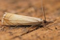 Closeup shot of a Chrysoteuchia culmella on blurry background