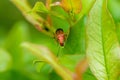 Closeup shot of a cicada on a green plant with a blurred background Royalty Free Stock Photo