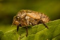 Closeup shot of a cicadas insect sitting on a green plant leaf in the garden with blur background