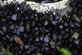 Closeup shot of clams on the rock