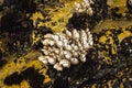 Closeup shot of clams and yellow algae in a tide pool