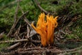 Closeup shot of a Clavariaceae fungus grown in the forest on the blurred background Royalty Free Stock Photo