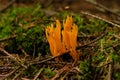 Closeup shot of a Clavariaceae fungus grown in the forest on the blurred background Royalty Free Stock Photo