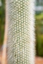 Closeup shot of Cleistocactus ritteri, cactus with lush white spines. Royalty Free Stock Photo