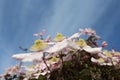 Closeup shot of Clematis Montana flowers on a blurred background Royalty Free Stock Photo