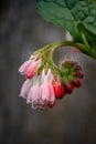 Closeup shot of close buds of Russian comfrey