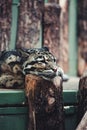 Closeup shot of a clouded leopard with its head on a wood Royalty Free Stock Photo