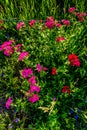 Closeup Shot of a Cluster of Brilliant Red Drummond Phlox Wildf