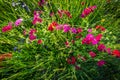 Closeup Shot of a Cluster of Brilliant Red Drummond Phlox Wildf