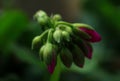 Closeup shot of a cluster of pink Geranium buds.