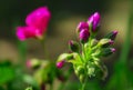 Closeup shot of a cluster of pink Geranium buds.