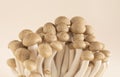 Closeup shot of a cluster of small fungi