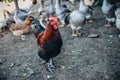 Closeup shot of a cock and a group of geese behind Royalty Free Stock Photo